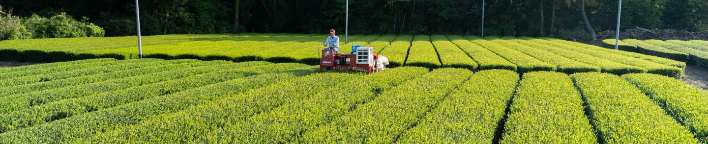 吉田茶園の茶畑